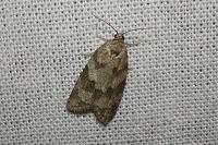 Cnephasia