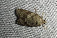 Cnephasia