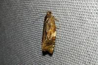 Ditula angustiorana