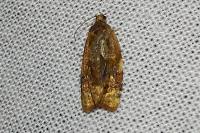 Ditula angustiorana