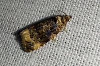 Endothenia gr. gentianaeana