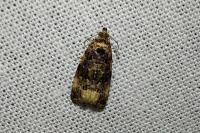Endothenia gr. gentianaeana