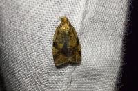Epagoge grotiana