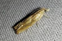 Eucosma conterminana