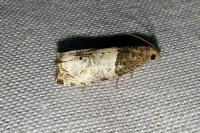 Notocelia roborana