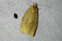 Pandemis cerasana