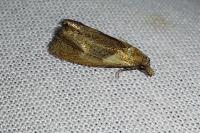 Phtheochroa inopiana
