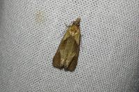Phtheochroa inopiana