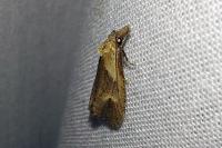 Phtheochroa inopiana
