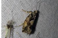 Zeiraphera isertana