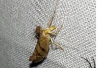 Ypsolopha sylvella