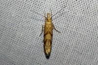 Ypsolopha sylvella