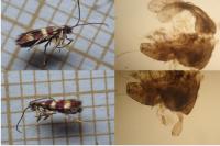 Micropterix aglaella