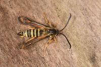 Bembecia ichneumoniformis