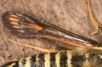 Bembecia ichneumoniformis