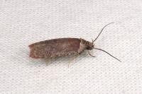 Agonopterix cnicella
