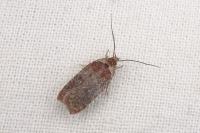 Agonopterix cnicella