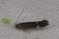 Aproaerema anthyllidella