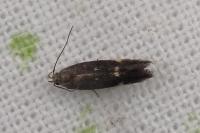 Aproaerema anthyllidella
