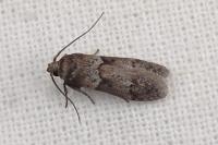 Blastobasis glandulella