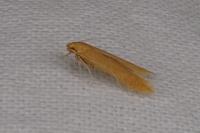 Haplochrois ochraceella
