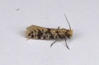Eumasia parietariella