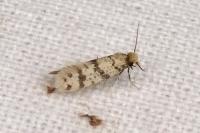 Eumasia parietariella