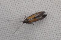 Ochromolopis ictella
