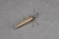 Pleurota aristella