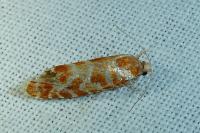 Rhyacionia pinicolana