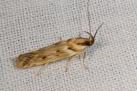 Stomopteryx detersella