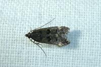 Dichomeris alacella