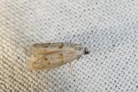 Symmocoides oxybiella