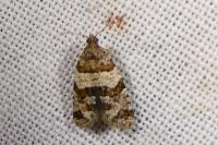 Isotrias rectifasciana