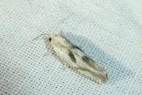 Eucosma metzneriana