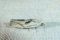 Eucosma metzneriana