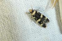 Oegoconia