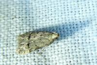 Teleiodes vulgella