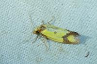Agapeta zoegana