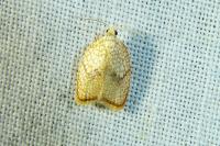 Acleris forsskaleana