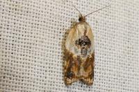 Acleris variegana