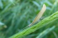 Ypsolopha nemorella