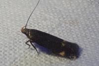 Aproaerema anthyllidella