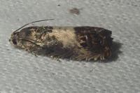Pammene fasciana