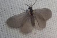 Apterona helicoidella