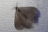 Apterona helicoidella