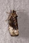 Hedya nubiferana