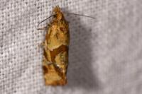 Aethes hartmanniana