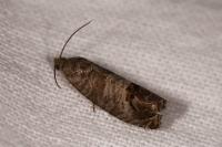 Cydia pomonella