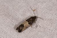 Spilonota ocellana